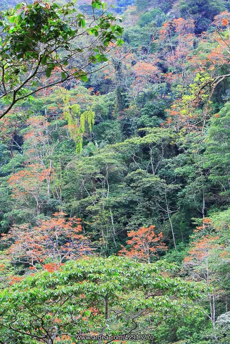 : Venezuela - San Isidro Tropical Forest with Bucare : Venezuela - San Isidro Tropical Forest with Bucare