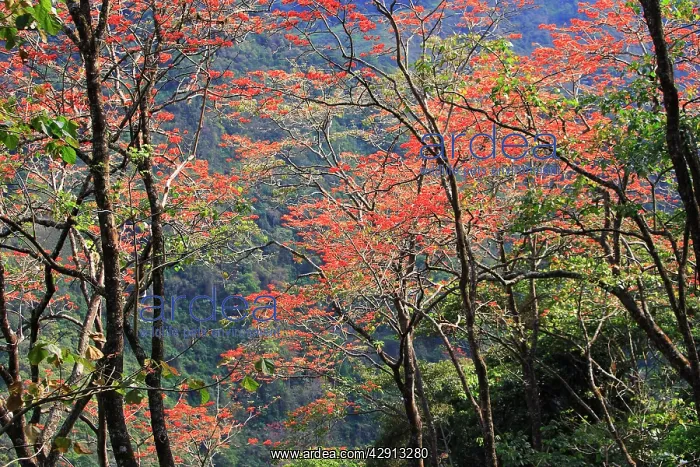 : Venezuela - San Isidro Tropical Forest with Bucare : Venezuela - San Isidro Tropical Forest with Bucare