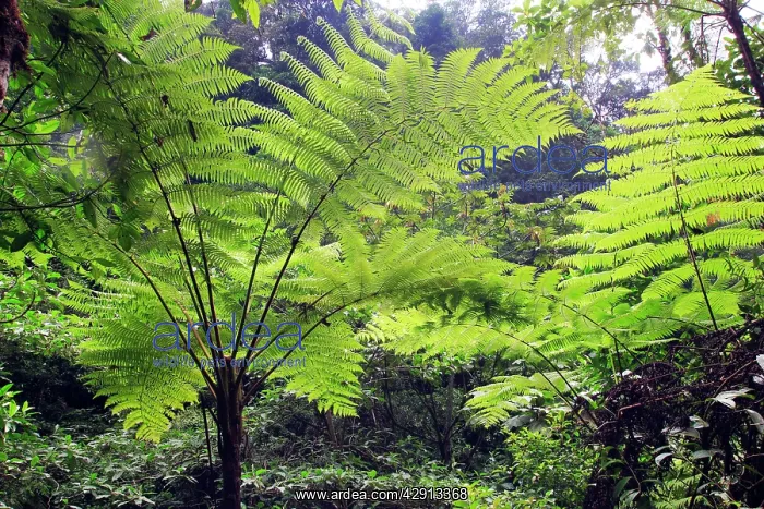 : Venezuela - San Isidro Tropical Forest with tree ferns : Venezuela - San Isidro Tropical Forest with tree ferns