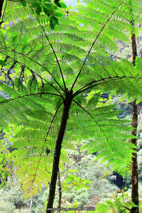 : Venezuela - San Isidro Tropical Forest with trees fern : Venezuela - San Isidro Tropical Forest with trees fern