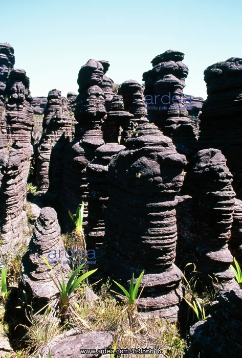 : VENEZUELA - summit of Roraima : VENEZUELA - summit of Roraima