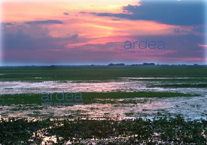  : Venezuela - sunset over the Llanos