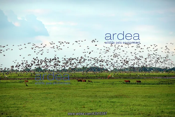  : Venezuela - view over Llanos, with birds in flight