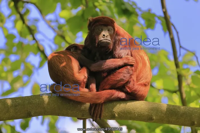 : Venezuelan red howler (Alouatta seniculus) : Venezuelan red howler (Alouatta seniculus)