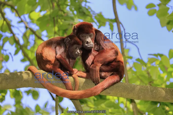 : Venezuelan red howler (Alouatta seniculus) : Venezuelan red howler (Alouatta seniculus)