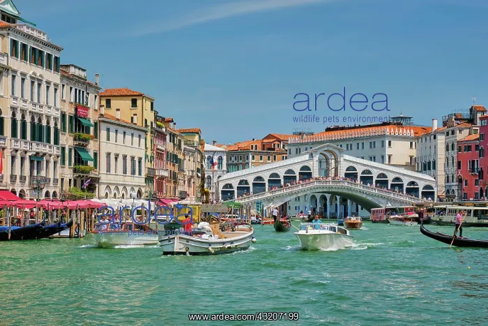 : VENICE, ITALY, JULY 19, 2019: Rialto bridge with : VENICE, ITALY, JULY 19, 2019: Rialto bridge with