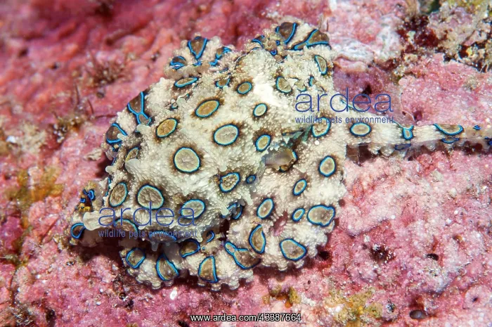 : Venomous large blue-ringed octopus (Hapalochlaena : Venomous large blue-ringed octopus (Hapalochlaena