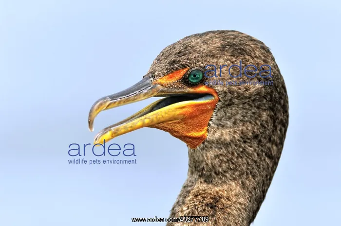 : Ventilating Neotropic cormorant (Phalacrocorax brasilianus) : Ventilating Neotropic cormorant (Phalacrocorax brasilianus)