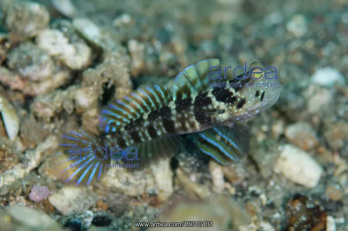 : Ventral-Barred Shrimpgoby with erect fins on black : Ventral-Barred Shrimpgoby with erect fins on black