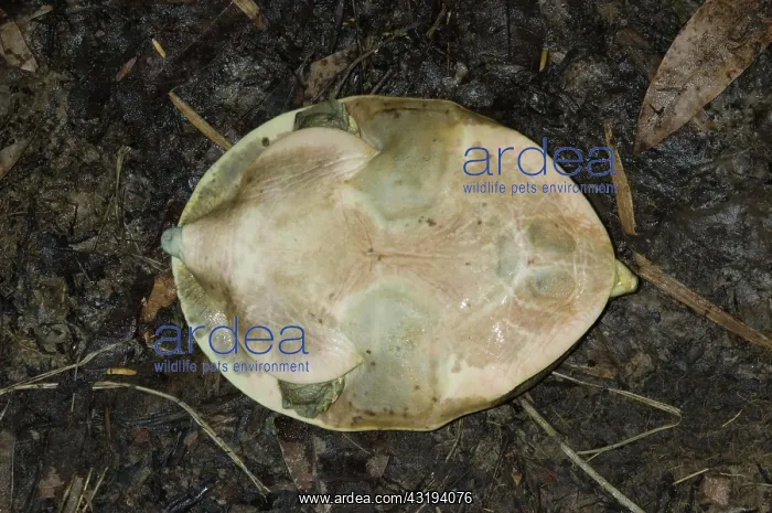 : Ventral face Senegal Flapshell Turtle on ground : Ventral face Senegal Flapshell Turtle on ground
