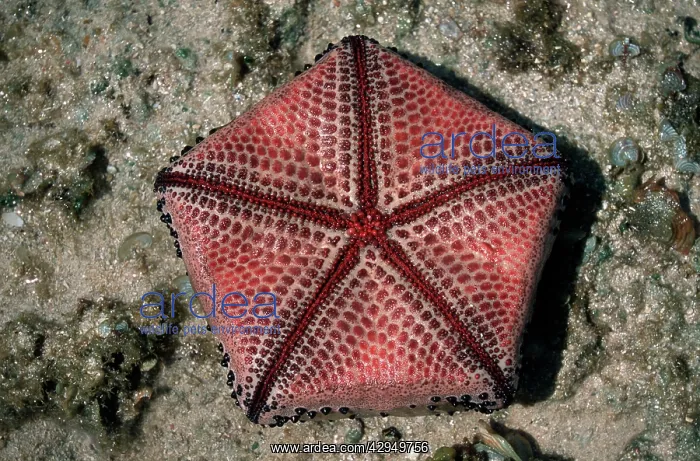 : Ventral view of Cushion Star showing pentameric pattern : Ventral view of Cushion Star showing pentameric pattern
