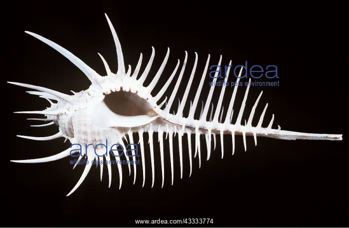 : Venus Comb Murex Shell : Venus Comb Murex Shell
