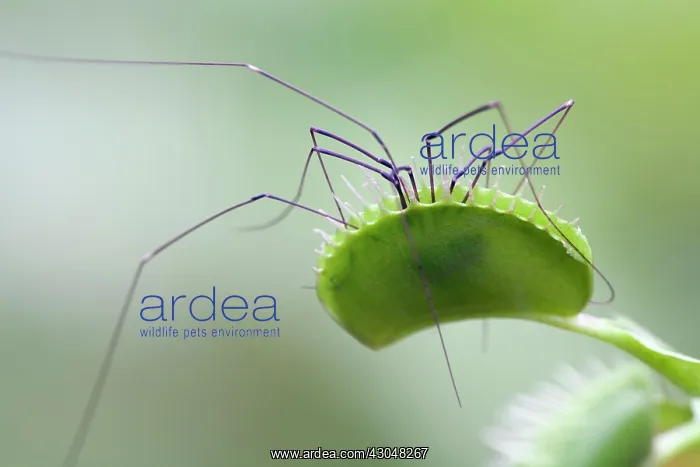 : Venus fly trap : Venus fly trap