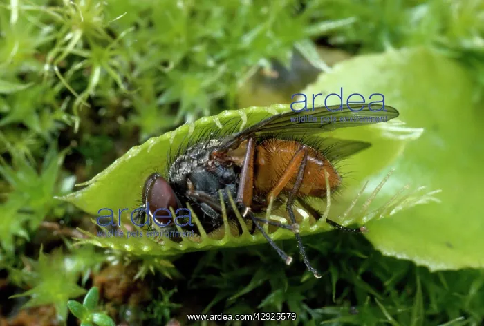: Venus Fly Trap - with caught fly : Venus Fly Trap - with caught fly