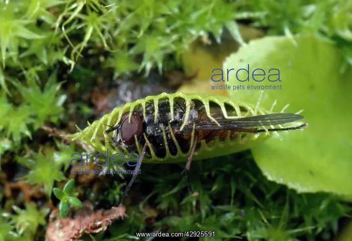 : VENUS FLY TRAP - with caught fly : VENUS FLY TRAP - with caught fly