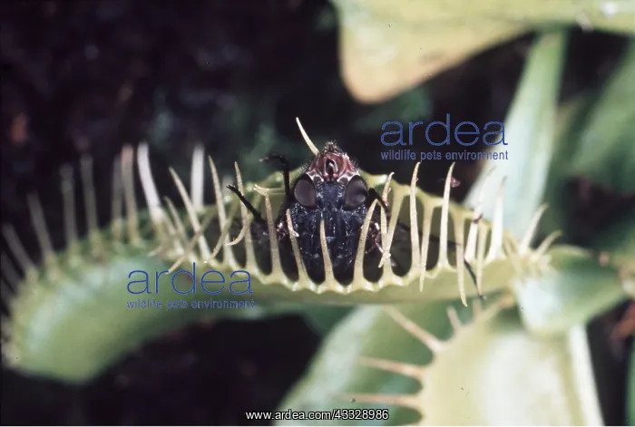 : VENUS FLY TRAP - with caught fly : VENUS FLY TRAP - with caught fly