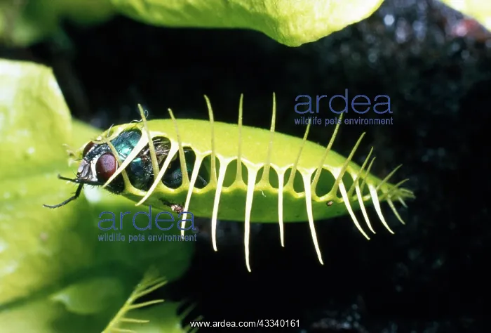 : VENUS FLY TRAP - closed over caught fly : VENUS FLY TRAP - closed over caught fly