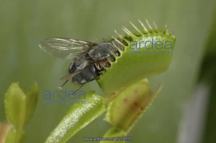 : Venus Fly Trap with fly : Venus Fly Trap with fly