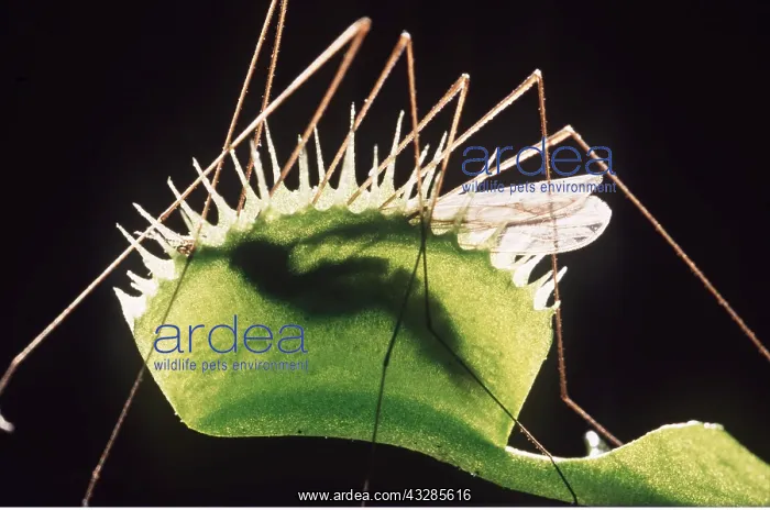: VENUS FLY TRAP & INSECT : VENUS FLY TRAP & INSECT