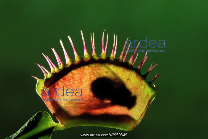 : Venus Fly Trap plant - with fly inside : Venus Fly Trap plant - with fly inside