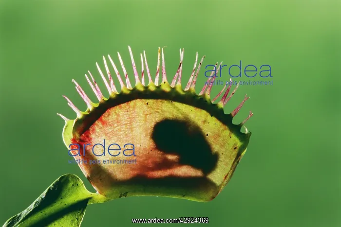 : Venus Flytrap - WITH FLY : Venus Flytrap - WITH FLY