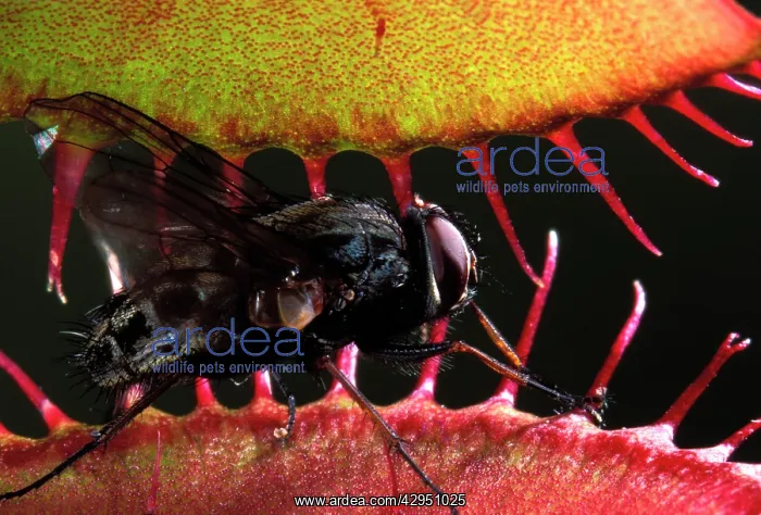 : Venus Flytrap - fly caught in the trap of this : Venus Flytrap - fly caught in the trap of this