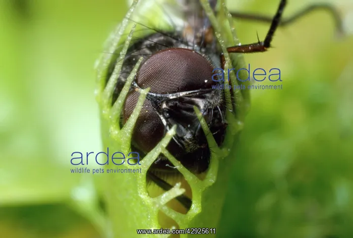 : Venus Flytrap - having caught a Fly : Venus Flytrap - having caught a Fly