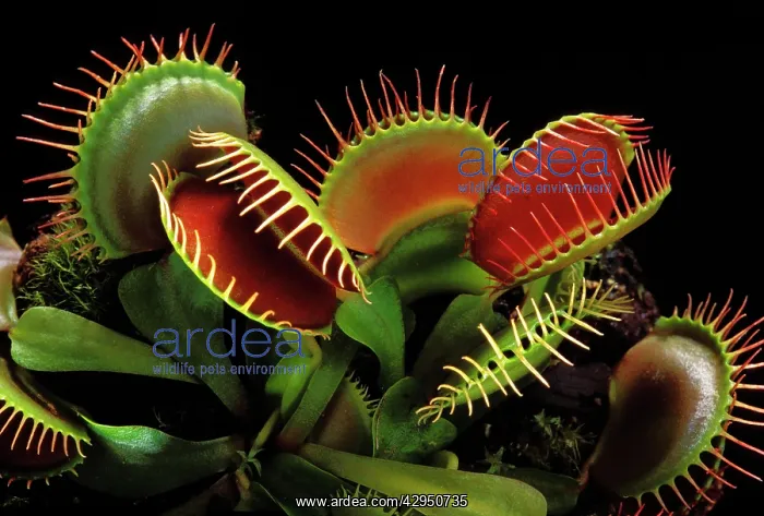 : Venus Flytrap - with traps wide open : Venus Flytrap - with traps wide open