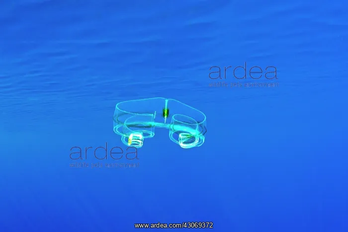 : Venus Girdle Comb Jelly, Cestum veneris. Also known : Venus Girdle Comb Jelly, Cestum veneris. Also known