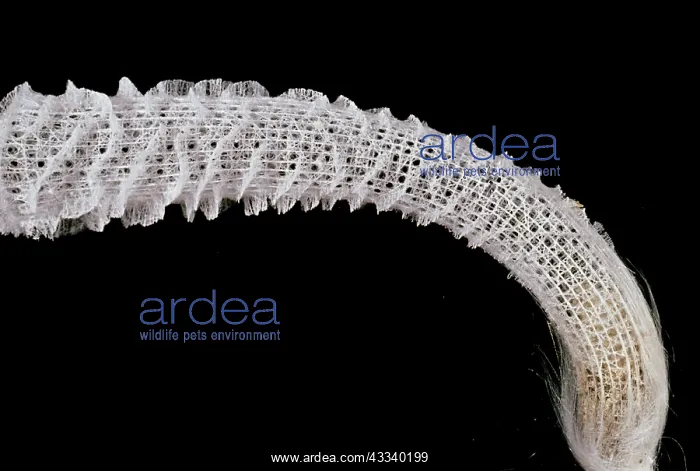 : Venus Glass Sponge / Flower Basket : Venus Glass Sponge / Flower Basket