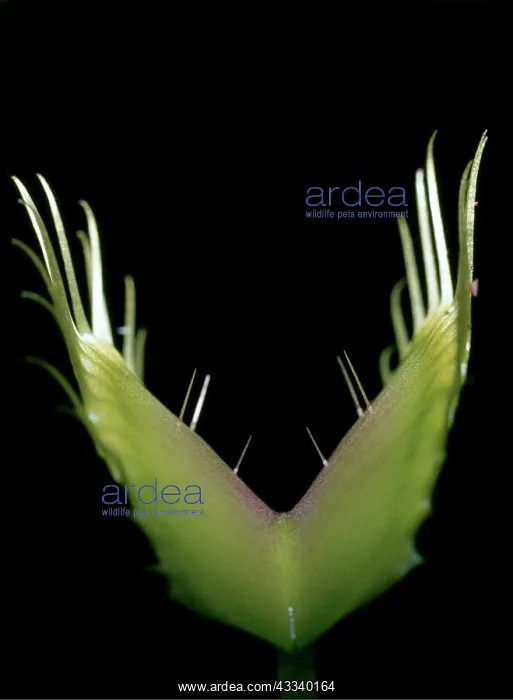  : Venus Tly Trap - Showing trigger hairs