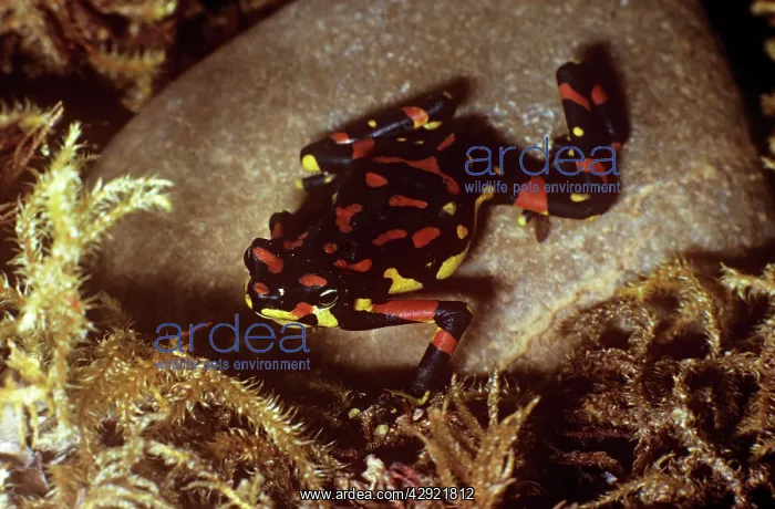 : Veragoa Stubfoot Toad - on stone, Also known as : Veragoa Stubfoot Toad - on stone, Also known as