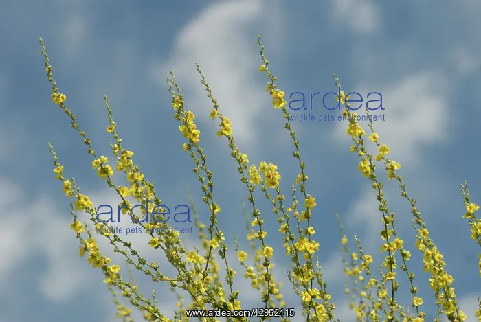  : Verbascum