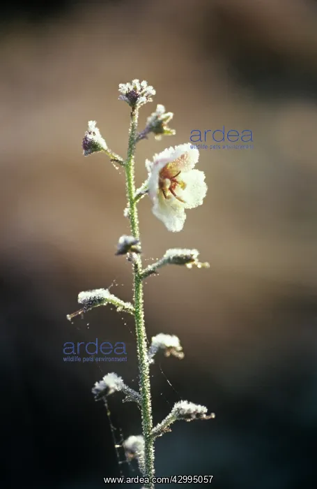 : Verbascum, Verbascum : Verbascum, Verbascum