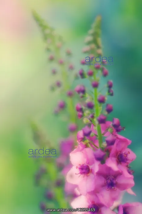 : Verbascum, Mullein, Verbascum Summer Sorbet : Verbascum, Mullein, Verbascum Summer Sorbet