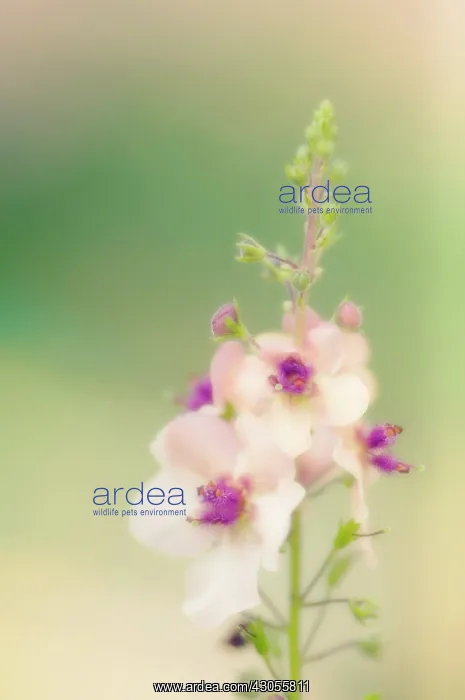 : Verbascum, Mullein, Verbascum blattaria : Verbascum, Mullein, Verbascum blattaria