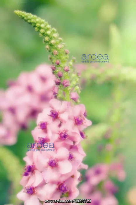 : Verbascum, Mullein, Verbascum Summer Sorbet : Verbascum, Mullein, Verbascum Summer Sorbet