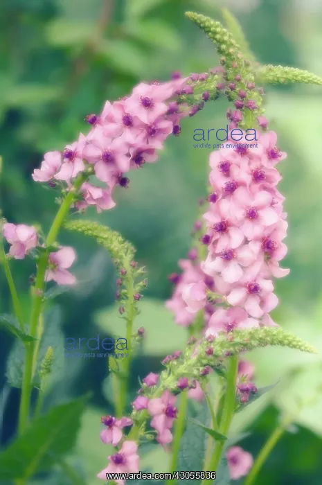 : Verbascum, Mullein, Verbascum Summer Sorbet : Verbascum, Mullein, Verbascum Summer Sorbet