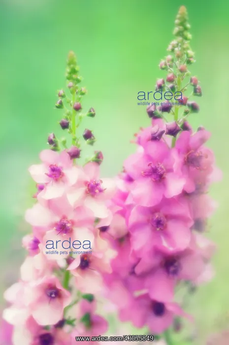 : Verbascum, Mullein, Verbascum Summer Sorbet : Verbascum, Mullein, Verbascum Summer Sorbet