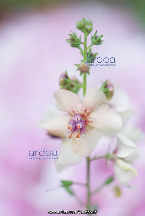 : Verbascum, Mullein, Verbascum Jackie : Verbascum, Mullein, Verbascum Jackie
