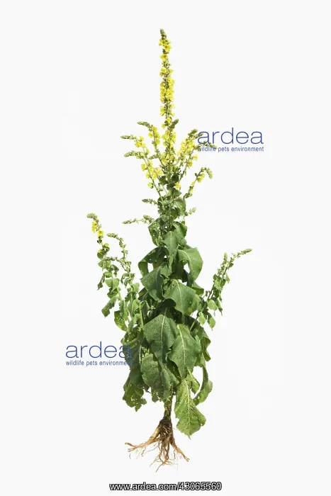 : Verbascum, Mullein, Verbascum densiflorum : Verbascum, Mullein, Verbascum densiflorum