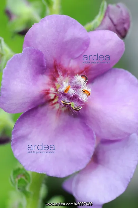 : Verbascum, Verbascum Sugar Plum, Mullein : Verbascum, Verbascum Sugar Plum, Mullein