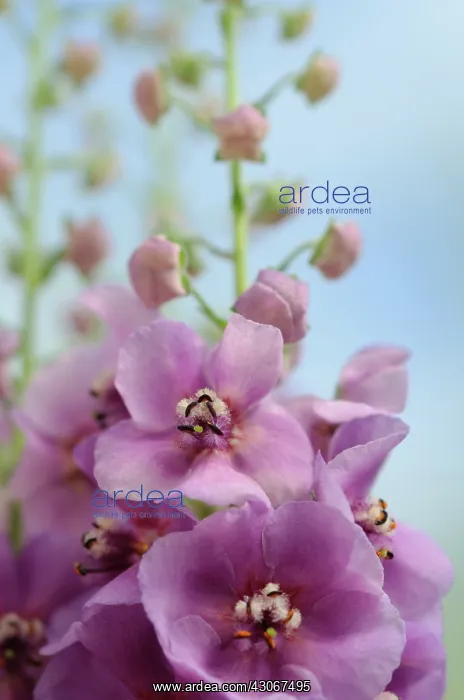: Verbascum, Verbascum Sugar Plum, Mullein : Verbascum, Verbascum Sugar Plum, Mullein