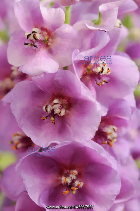 : Verbascum, Verbascum Sugar Plum, Mullein : Verbascum, Verbascum Sugar Plum, Mullein