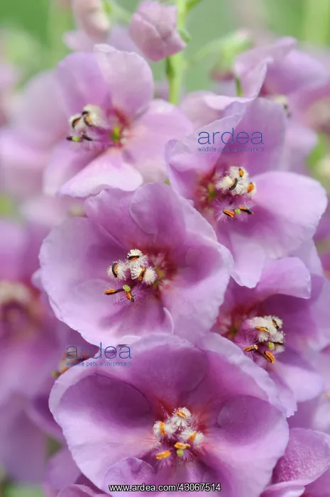 : Verbascum, Verbascum Sugar Plum, Mullein : Verbascum, Verbascum Sugar Plum, Mullein