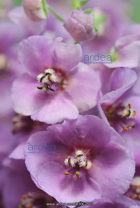 : Verbascum, Verbascum Sugar Plum, Mullein : Verbascum, Verbascum Sugar Plum, Mullein