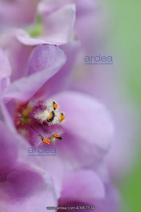 : Verbascum, Verbascum Sugar Plum, Mullein : Verbascum, Verbascum Sugar Plum, Mullein
