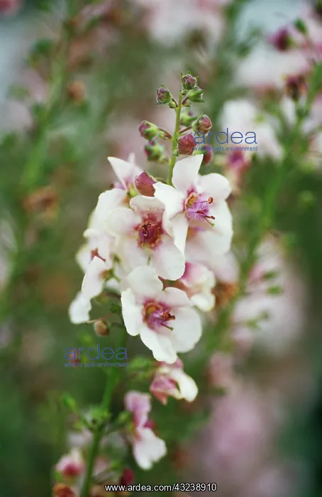 : Verbascum, Mullein, Verbascum Southern Charm : Verbascum, Mullein, Verbascum Southern Charm
