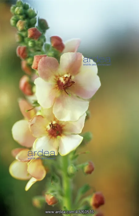 : Verbascum, Mullein, Verbascum Cotswold Beauty : Verbascum, Mullein, Verbascum Cotswold Beauty