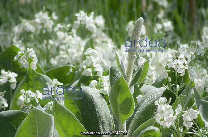 : Verbascum, Mullein : Verbascum, Mullein